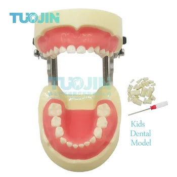 Высококачественная модель детских зубов Молочные детские зубы для медицинской практики и демонстрации